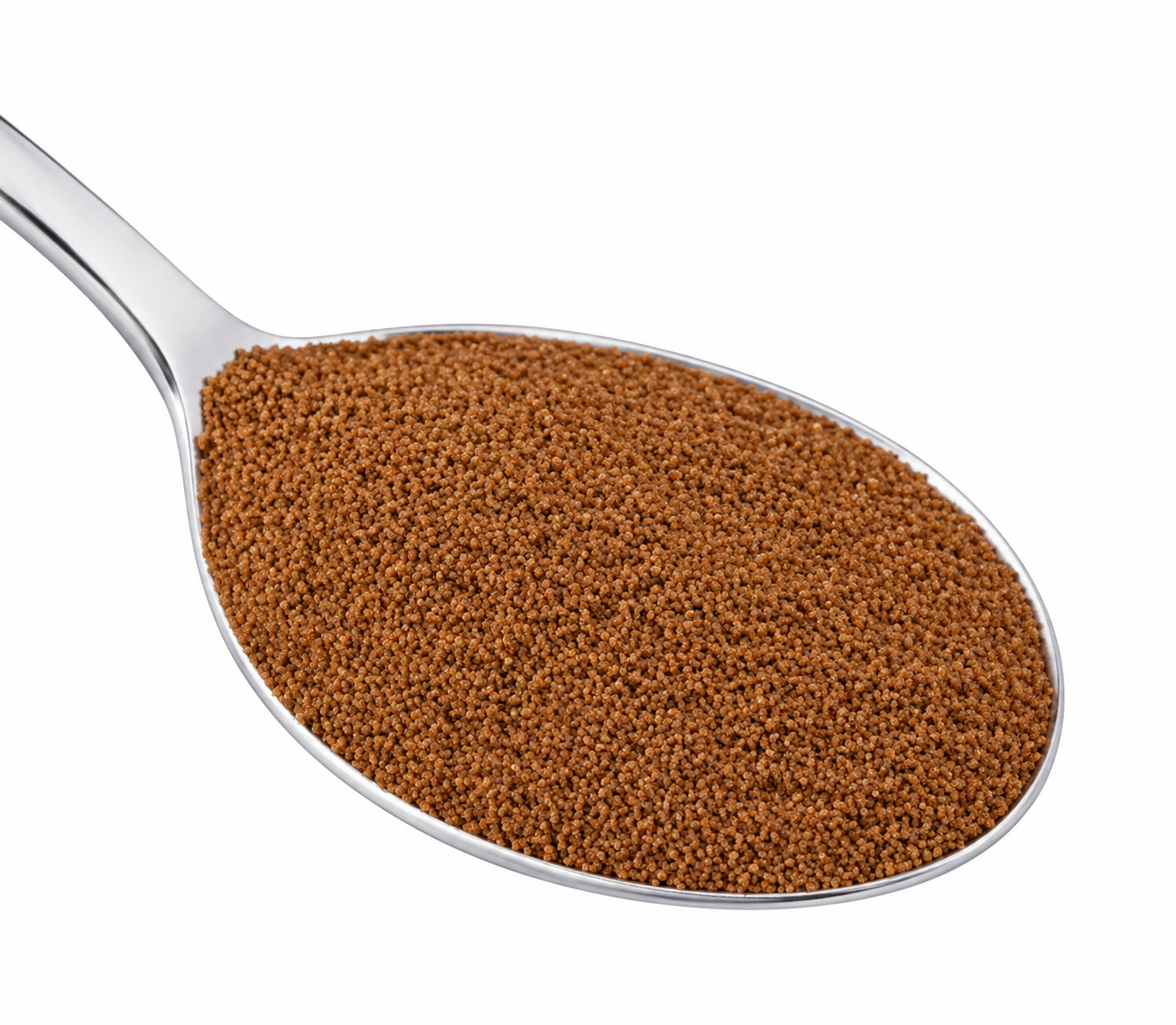 سیست خشک آرتمیا